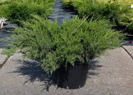 Örökzöld - Juniperus chinensis `Mint Julep` - Kínai terülő boróka